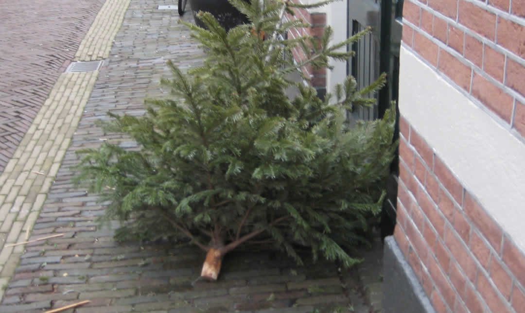 Kerstboom ophaaldag