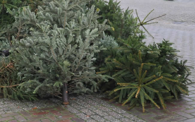 kerstbomen afval