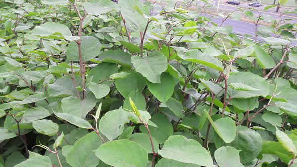 Japanse duizendknoop