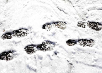 Schone Straat Groene Buurt