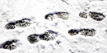 Schone Straat Groene Buurt