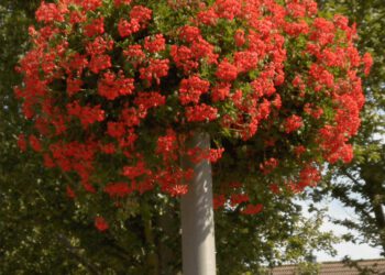 hanging baskets