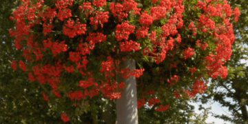 hanging baskets