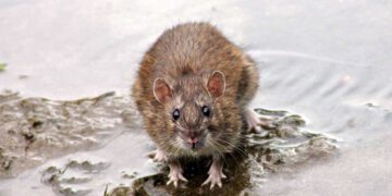 ratten