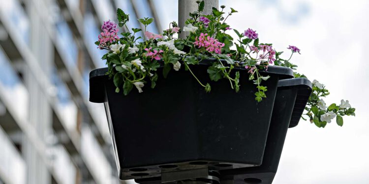 hanging baskets
