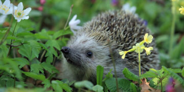 egel