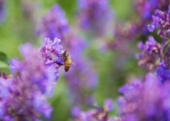 copyright pexels-photo-73685