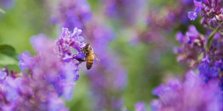 copyright pexels-photo-73685