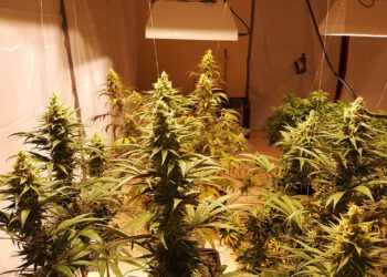 Kwekerij Malburgen Cannabis