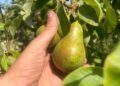 Peren plukken