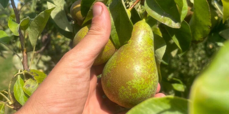 Peren plukken
